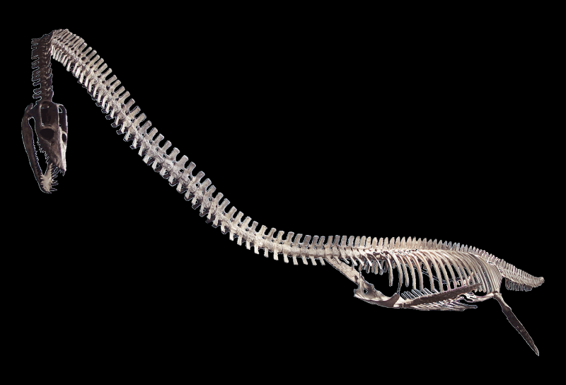Elasmosaurus platyurus