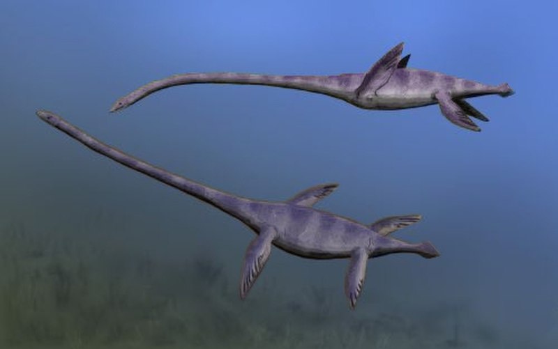 Elasmosaurus platyurus