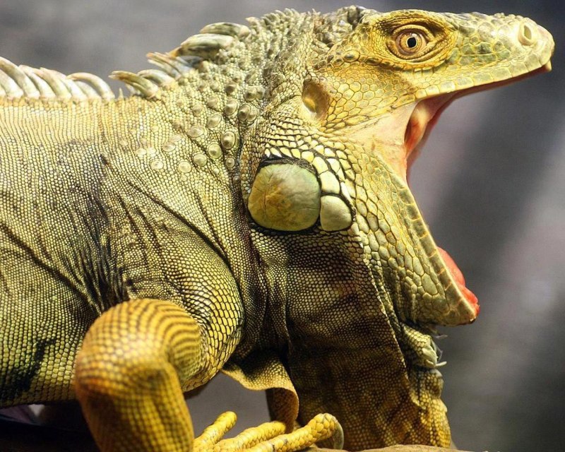 Игуана обыкновенная ( Iguana Iguana)