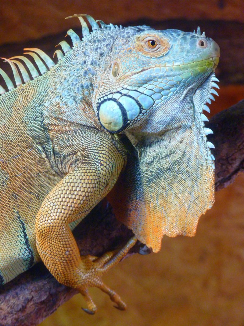 Игуана (Iguana Iguana