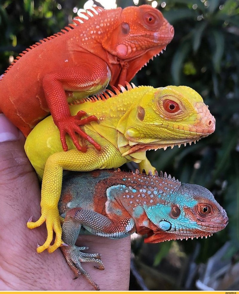 Игуана красная (Iguana Iguana)