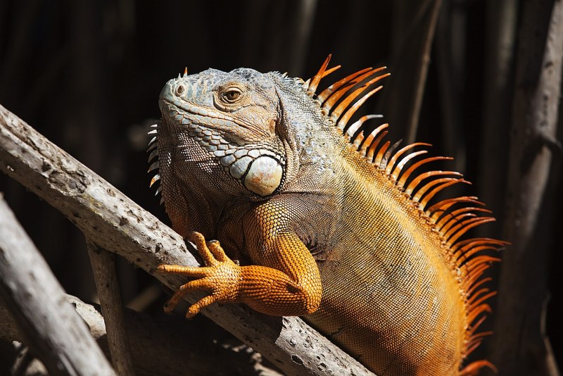 Игуана обыкновенная ( Iguana Iguana)