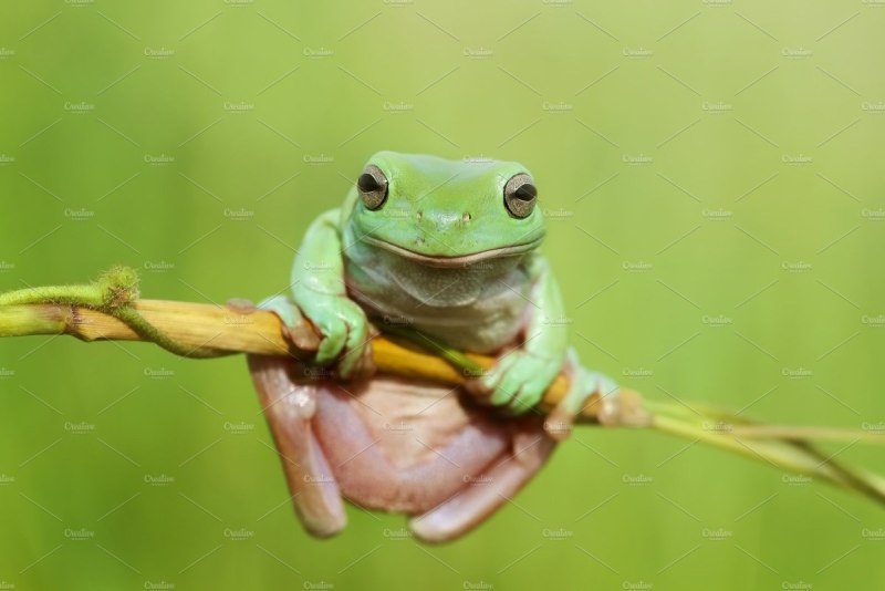 Wallace Flying Frogs or River Abah Flying Frogs (Rhacophorus nigropalmatus...