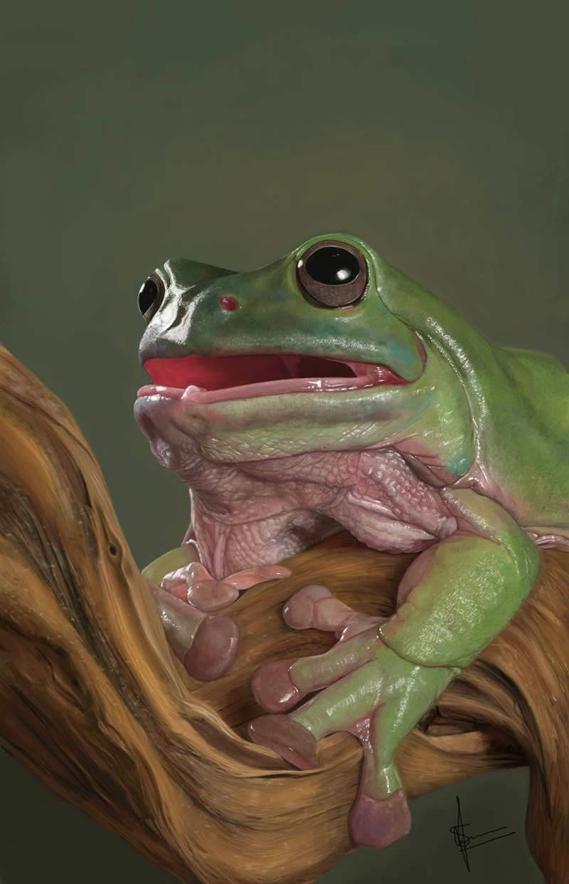 Квакши зубы