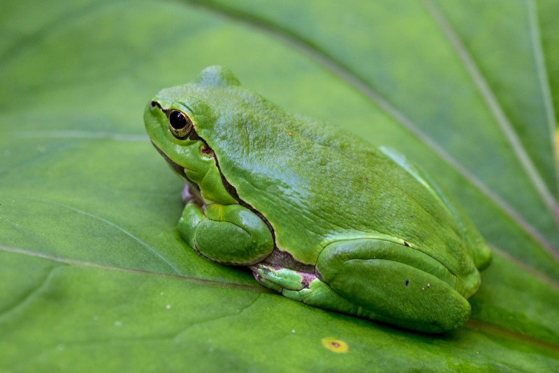 Белковая лягушка Hyla squirella