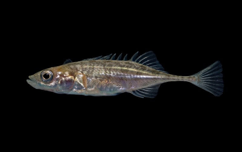 Девятииглая колюшка Pungitius Pungitius (Linnaeus, 1758)