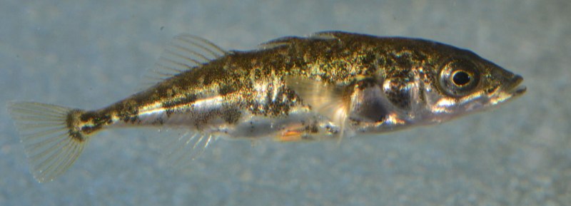 Трёхиглая колюшка (Gasterosteus aculeatus)