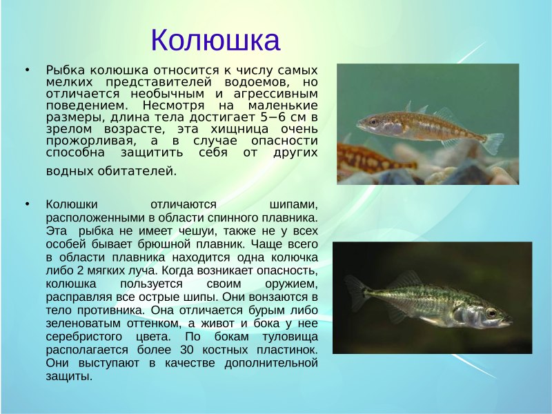 Трехиглая колюшка размножение
