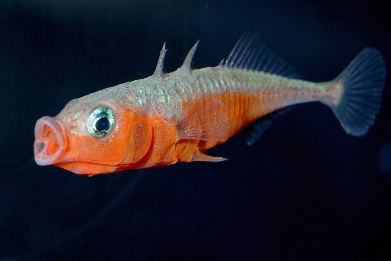 Gasterosteus aculeatus