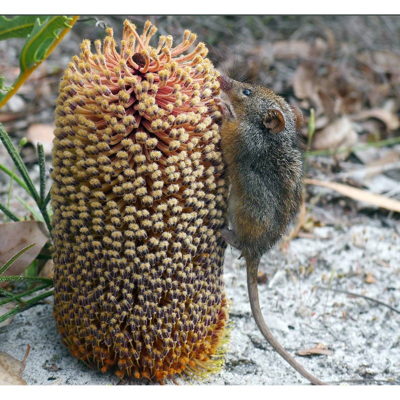 Tarsipes rostratus