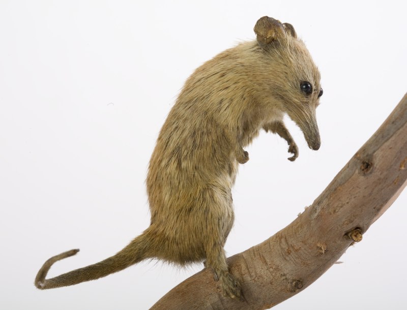 Tarsipes rostratus