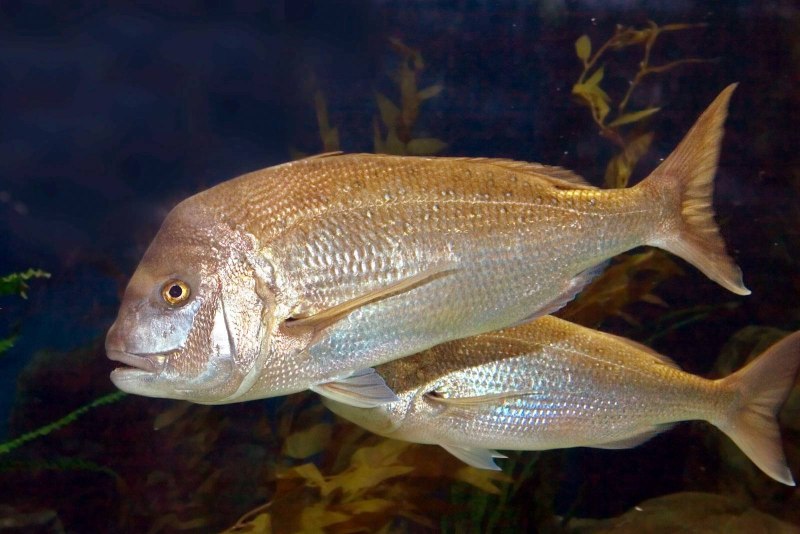 Pagrus auratus