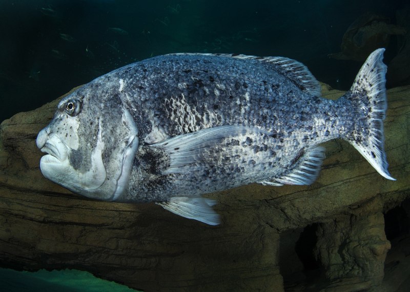 Морской карась Зубарик