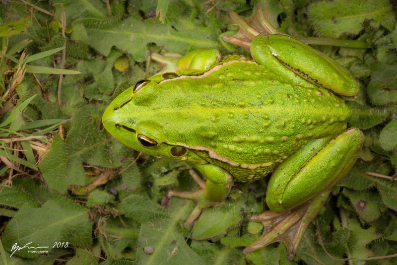 Разноцветная литория Litoria raniformis