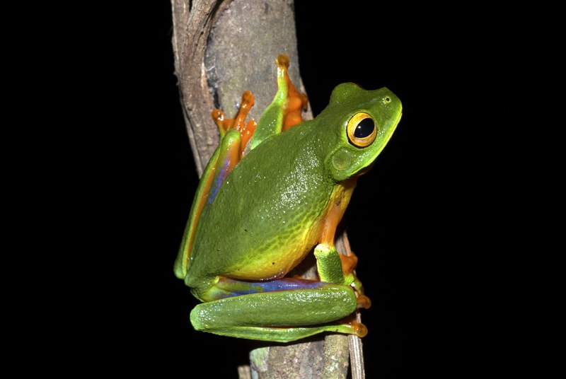 New York Frog