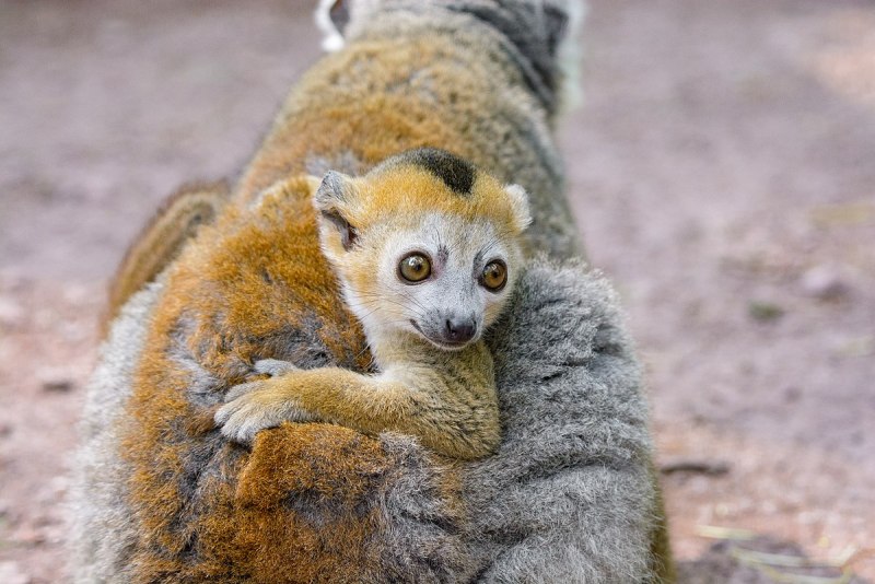 Eulemur coronatus