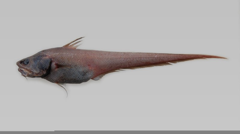 Coryphaenoides armatus