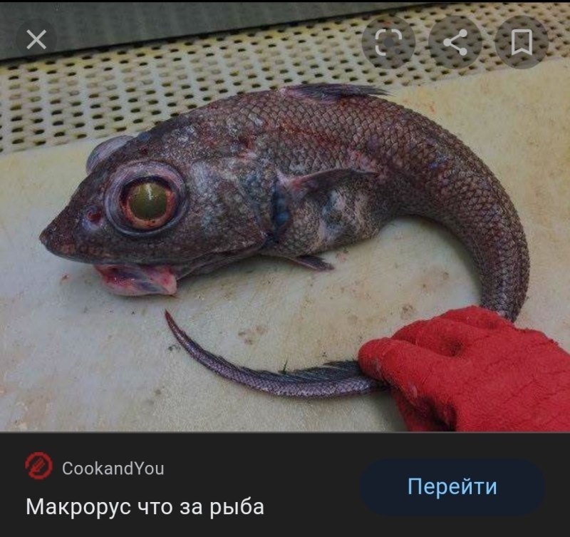 Белая рыба макрурус