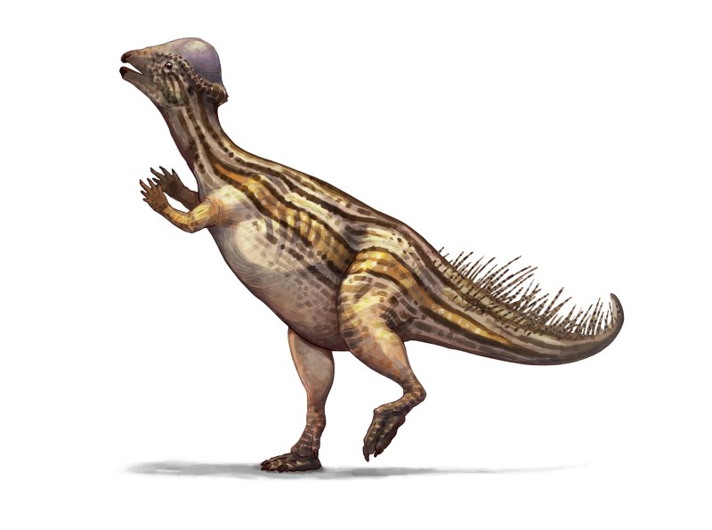 Prenocephale