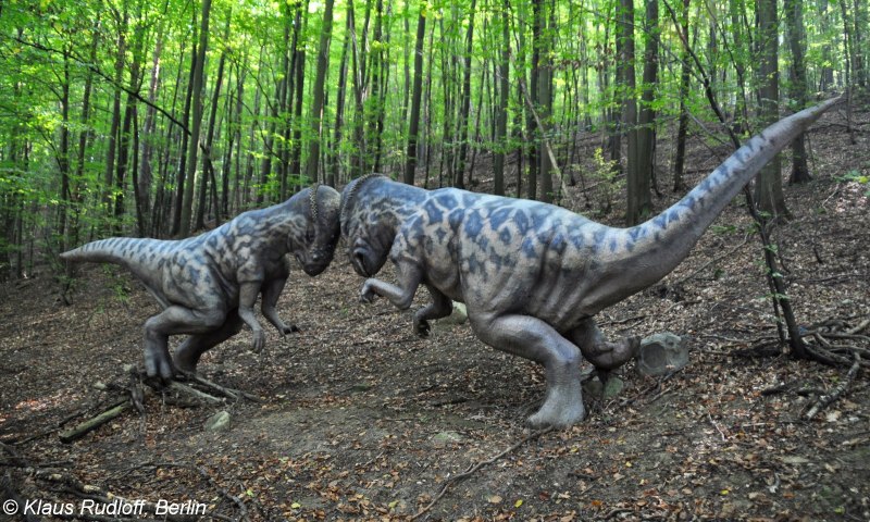 Pachycephalosaurus wyomingensis.