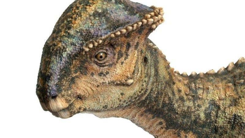 Стегоцерас Stegoceras