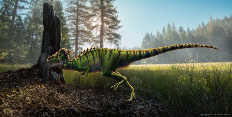 Pachycephalosaurus wyomingensis.