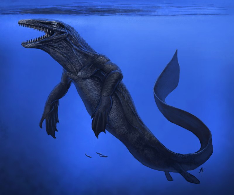 Mosasaurus beaugei
