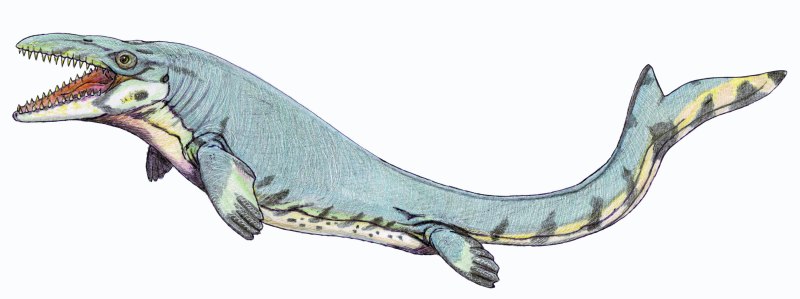 Mosasaurus beaugei