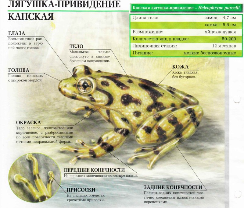 Капская лягушка приведение