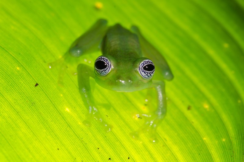 Ghost Frogs