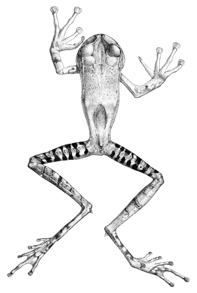 Gastrotheca guentheri