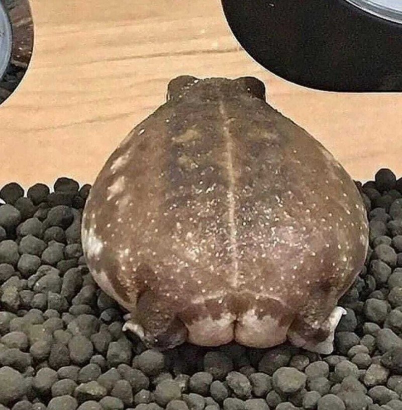 Попа лягушки
