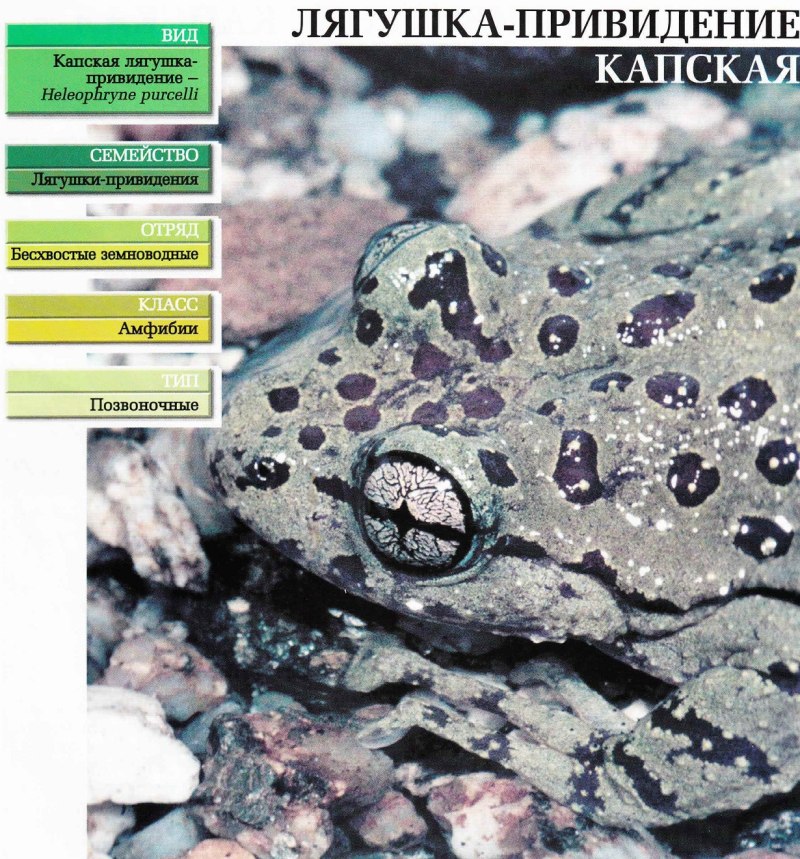 Лягушка привидение Капская