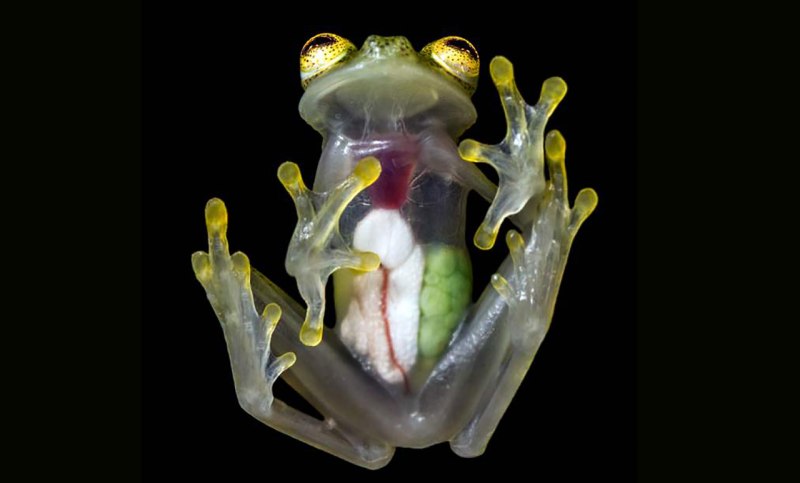 Hyalinobatrachium Dianae