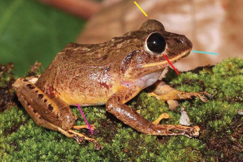 Craugastoridae лающая лягушка