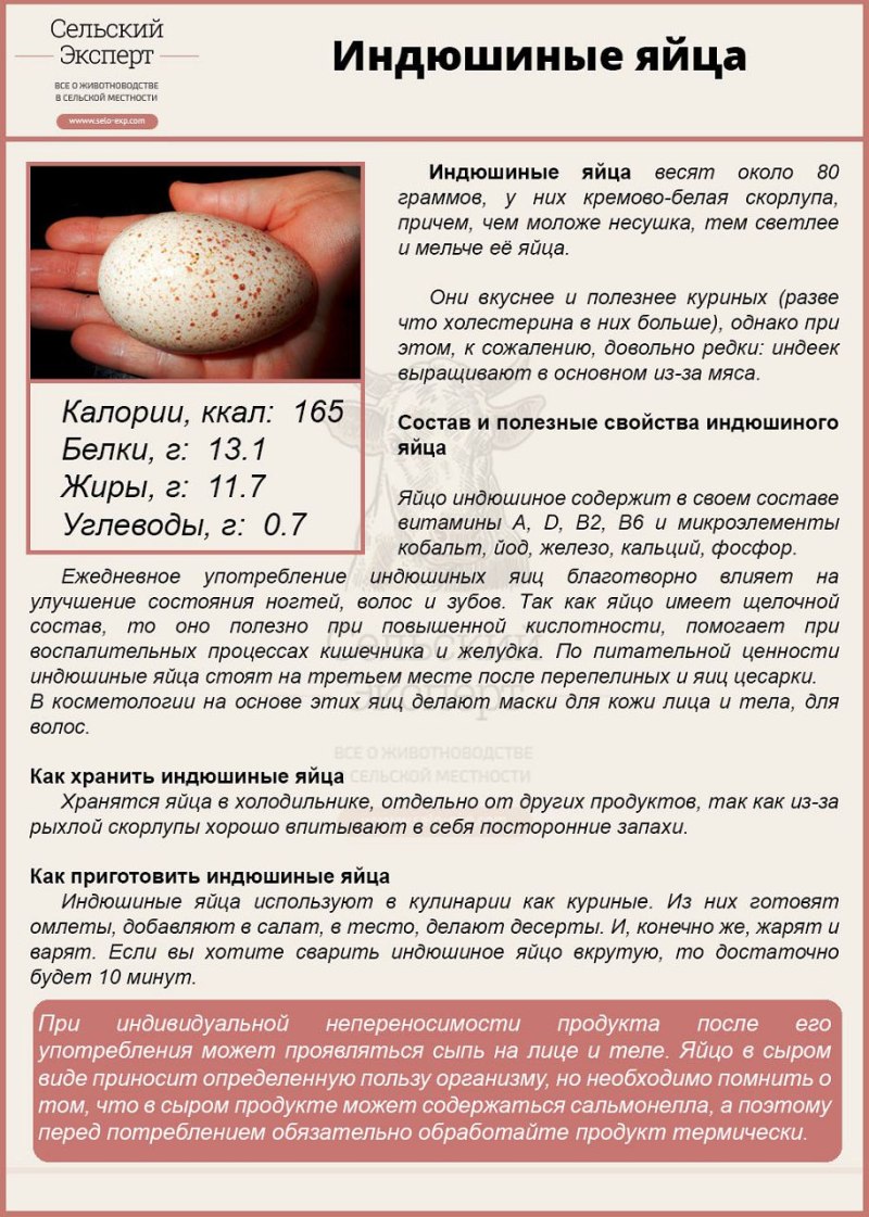 Индюшачьи яйца размер