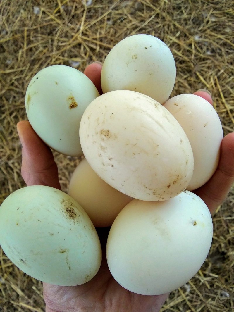 Domestic Duck Eggs