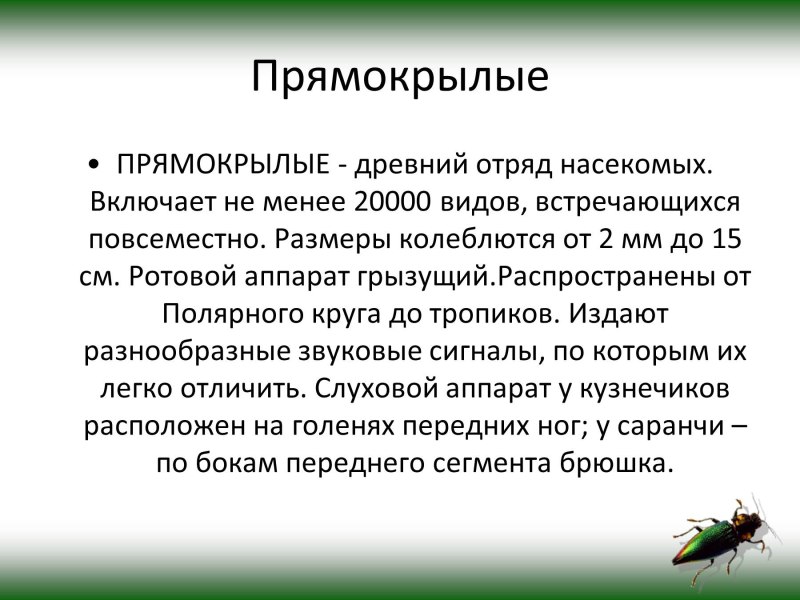 Таракановые Прямокрылые уховертки поденки
