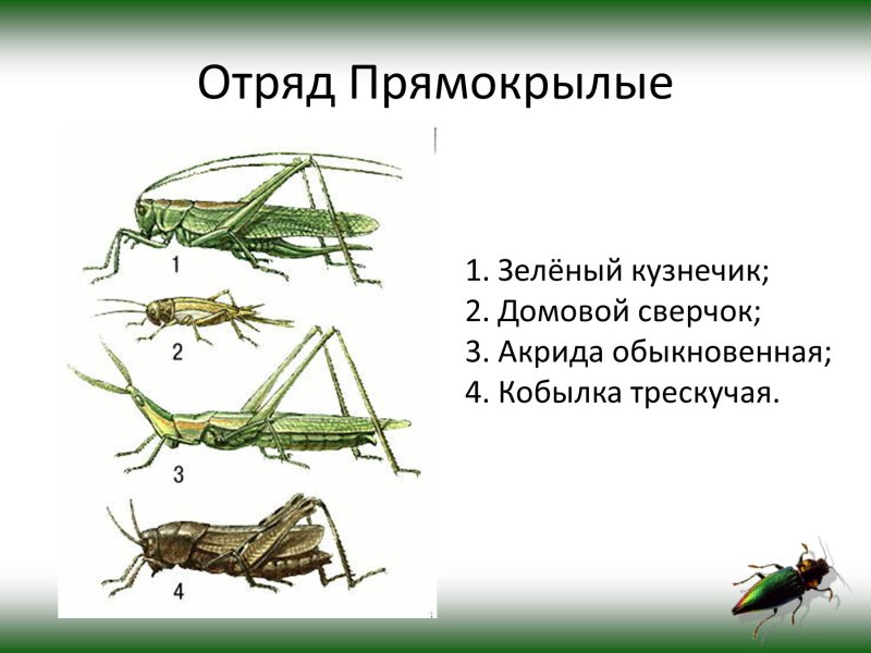 Жизненный цикл прямокрылых