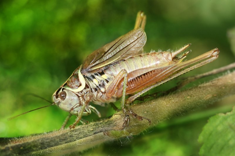 Прямокрылые Orthoptera