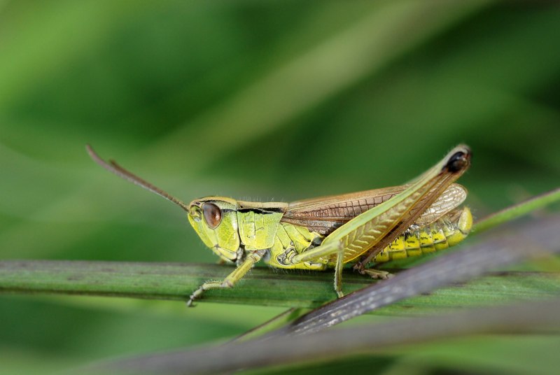 Прямокрылые Orthoptera