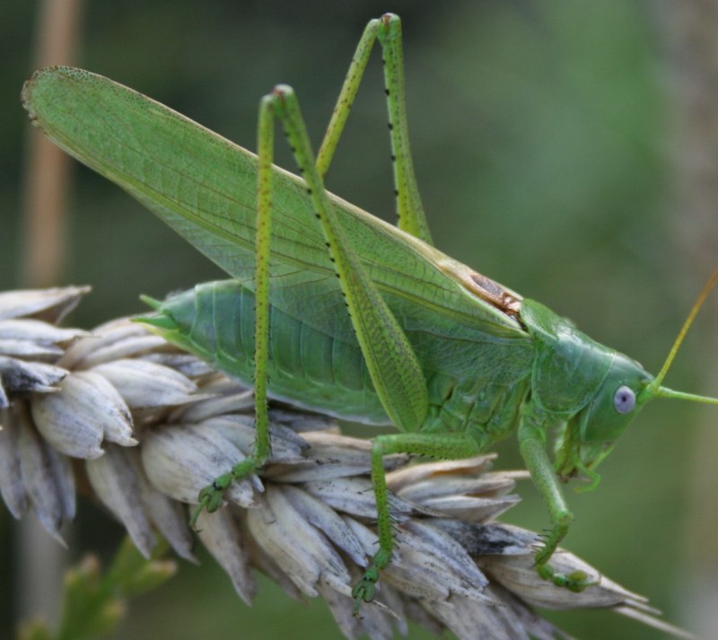 Отряд Прямокрылые Orthoptera