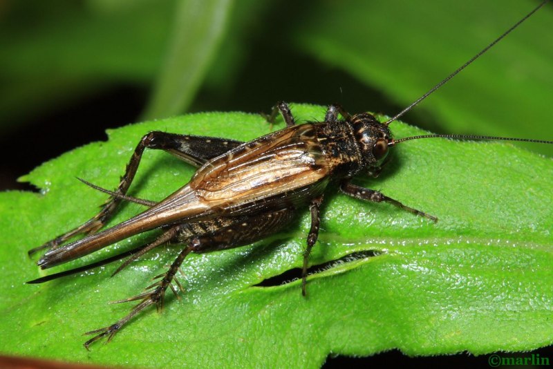 Отряд Прямокрылые Orthoptera