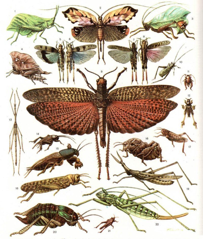Отряд Прямокрылые Orthoptera