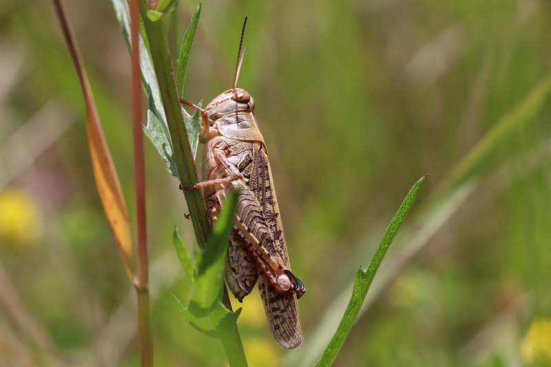 Tettigonia viridissima