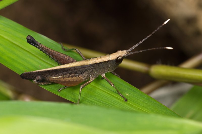Прямокрылые Orthoptera