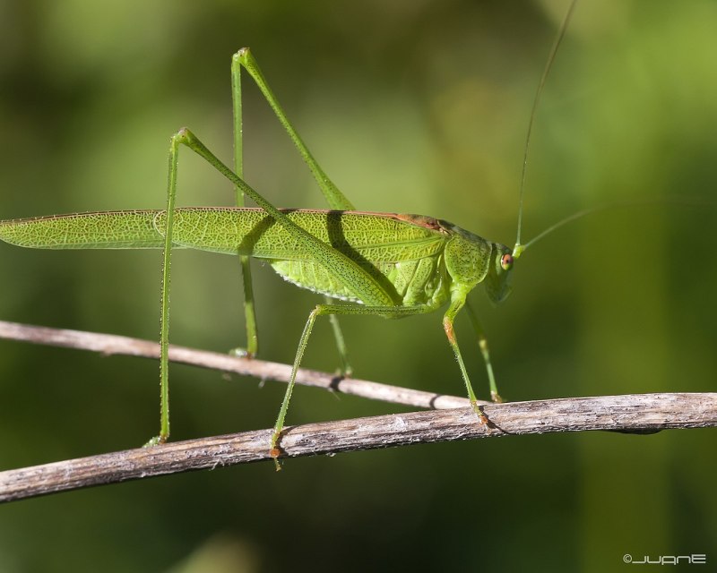Cycloptera elegans