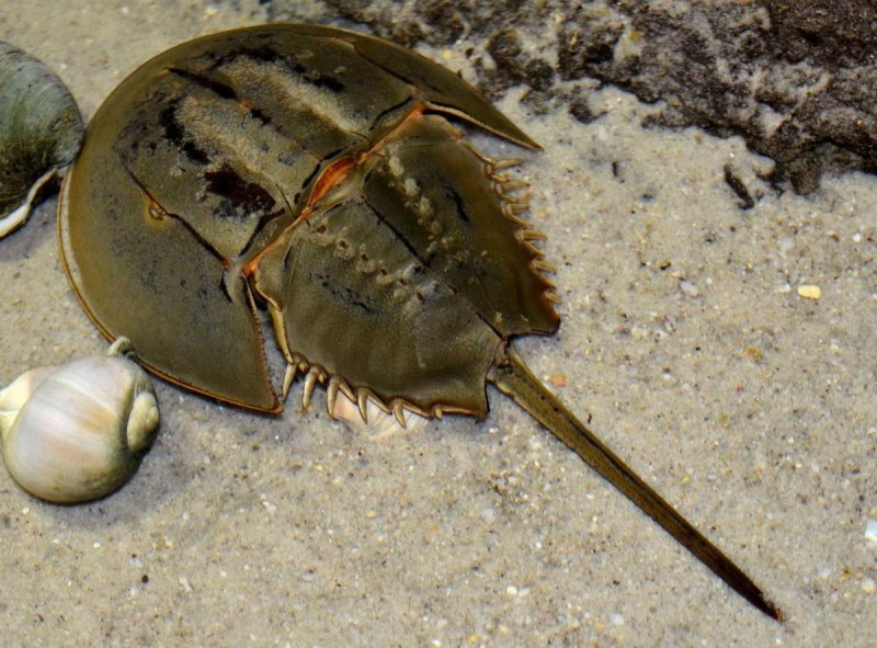 Мечехвост Limulus Polyphemus