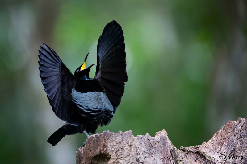 Ptiloris victoriae