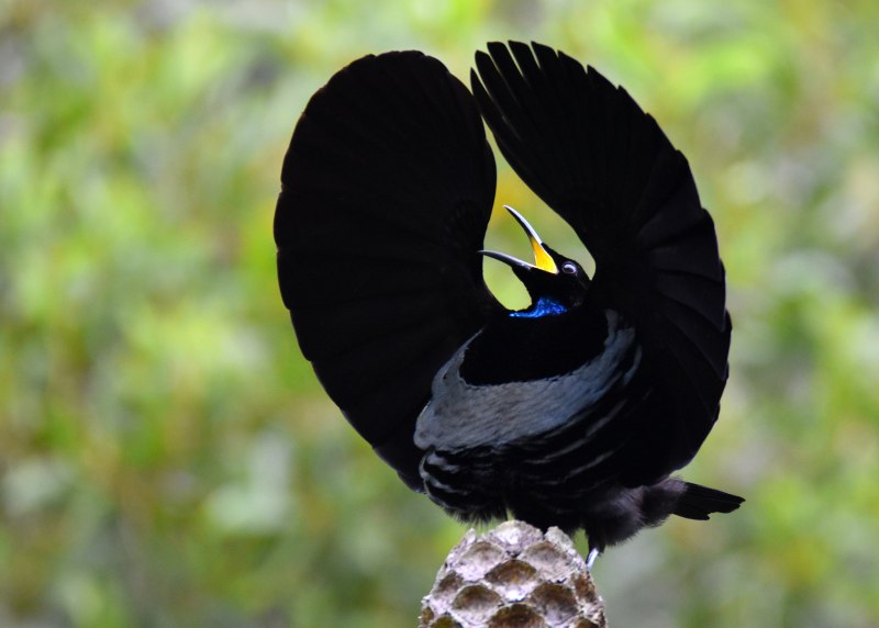 Ptiloris victoriae